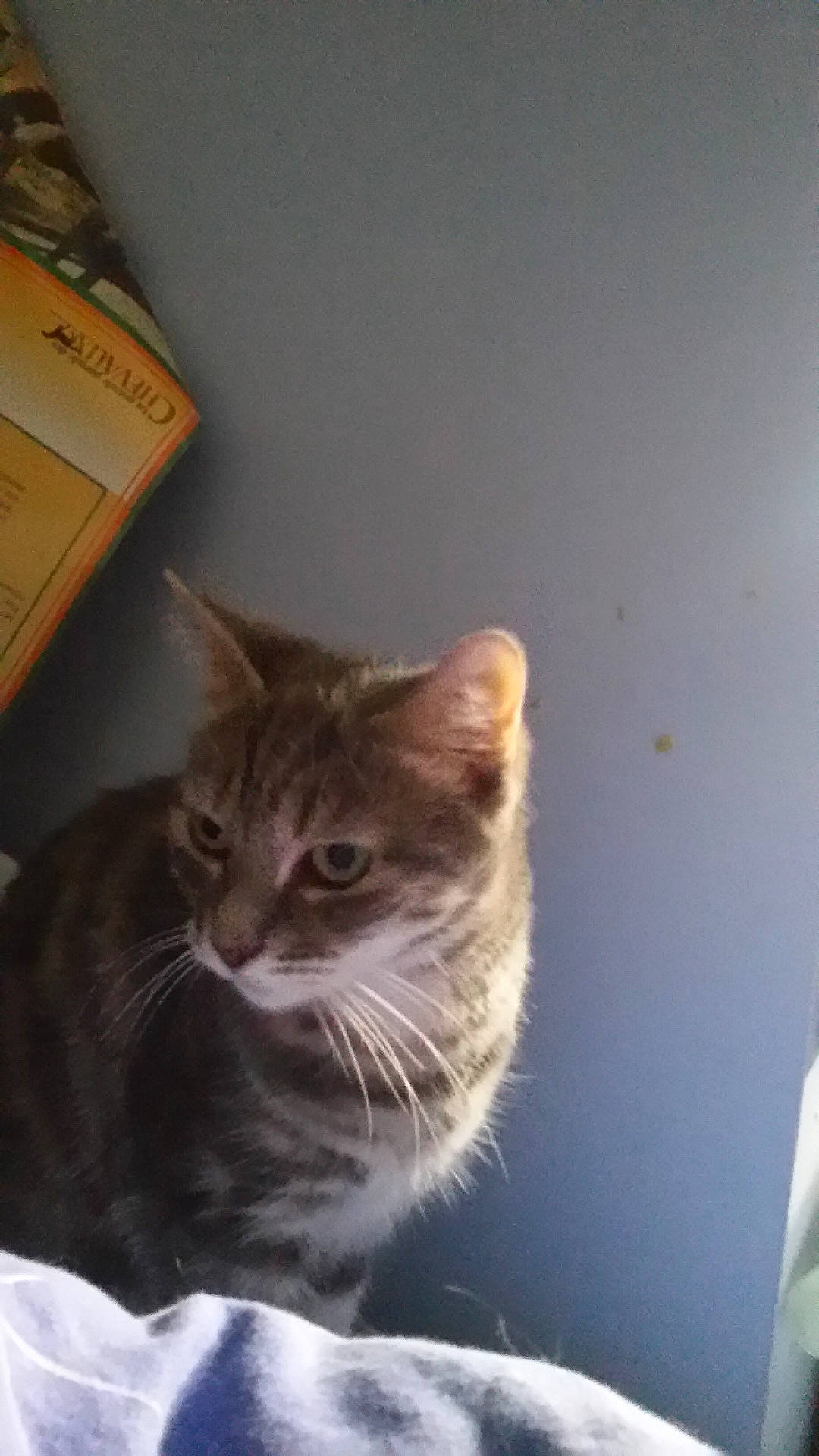 Buffy a rejoint le concours — aidez-le/la à gagner de superbes lots ! abyssinian, angora, animal, bed, bedroom, blanket, cat, chair, cushion, egyptiancat, furniture, homedecor, indoors, kitten, manx, pet, room, siamese, text