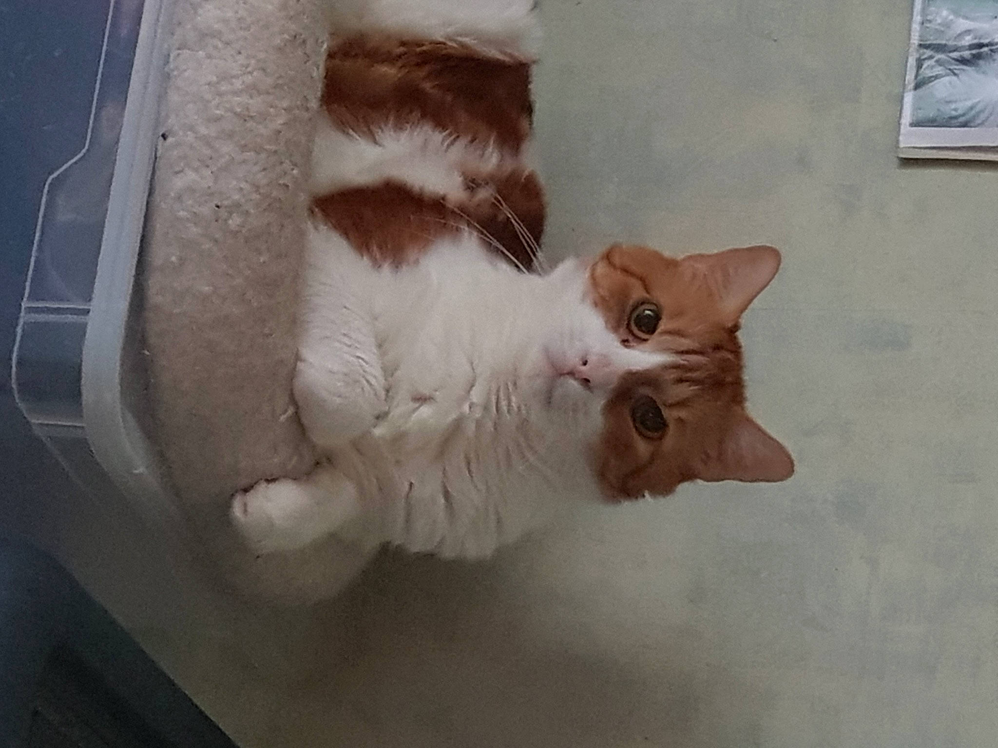 Dexter a rejoint le concours — aidez-le/la à gagner de superbes lots ! carnivore, cat, claw, domestic_short_haired_cat, fawn, felidae, flooring, fur, paw, small_to_medium_sized_cats, snout, tail, whiskers, window, windshield, wood