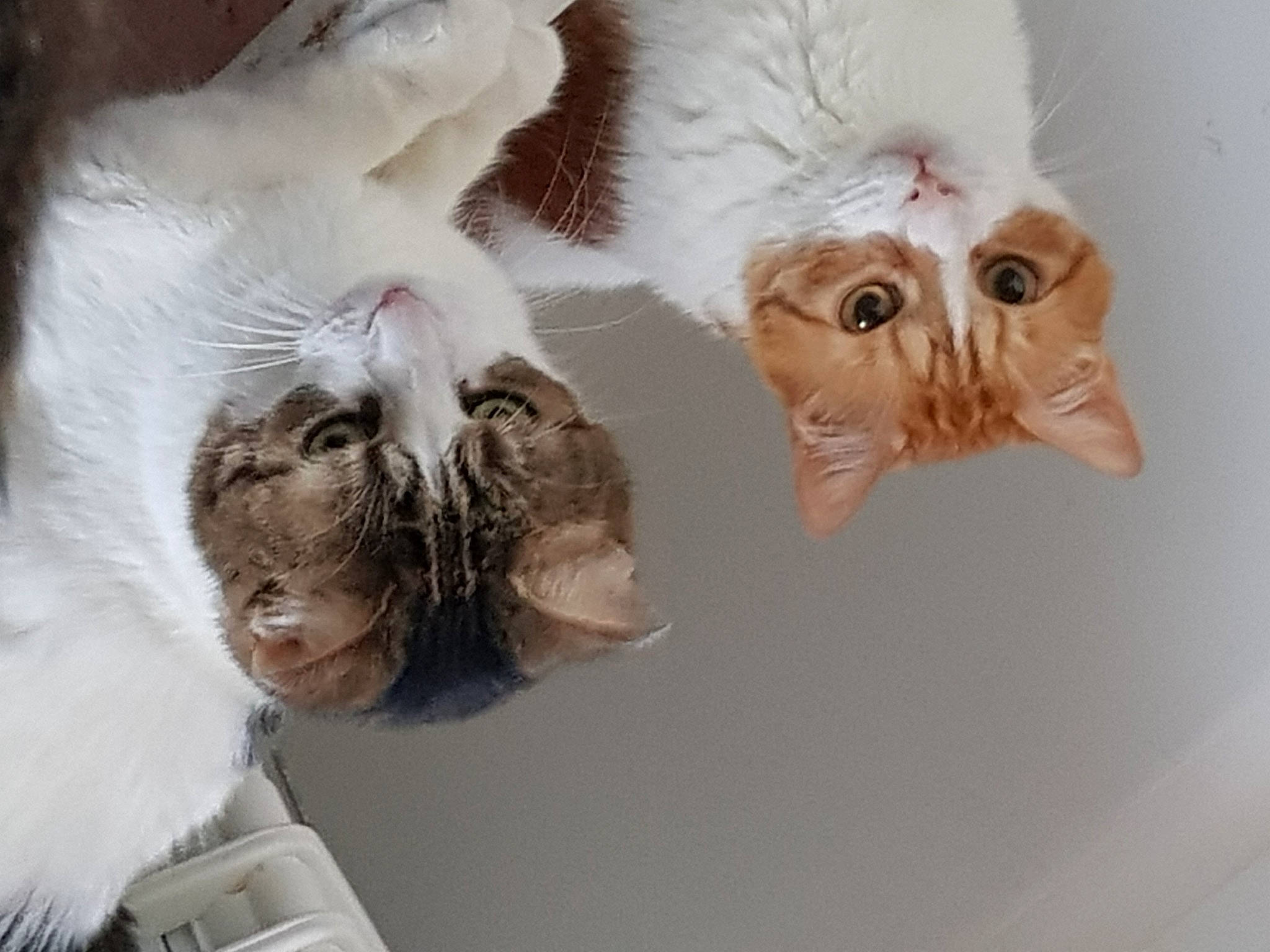 Dexter a rejoint le concours — aidez-le/la à gagner de superbes lots ! art, beard, canidae, cat, companion_dog, eye, eyelash, eyewear, facial_hair, fawn, feather, felidae, fur, gesture, paw, small_to_medium_sized_cats, snout, tail, toy, whiskers