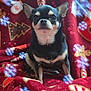 dog, chihuahua, pet, animal, small_dog, blanket, christmas, holiday, festive, red, patterned_blanket, snowflake_effect, sparkle, cute, sitting, indoors, cozy, fur, black_and_tan, portrait