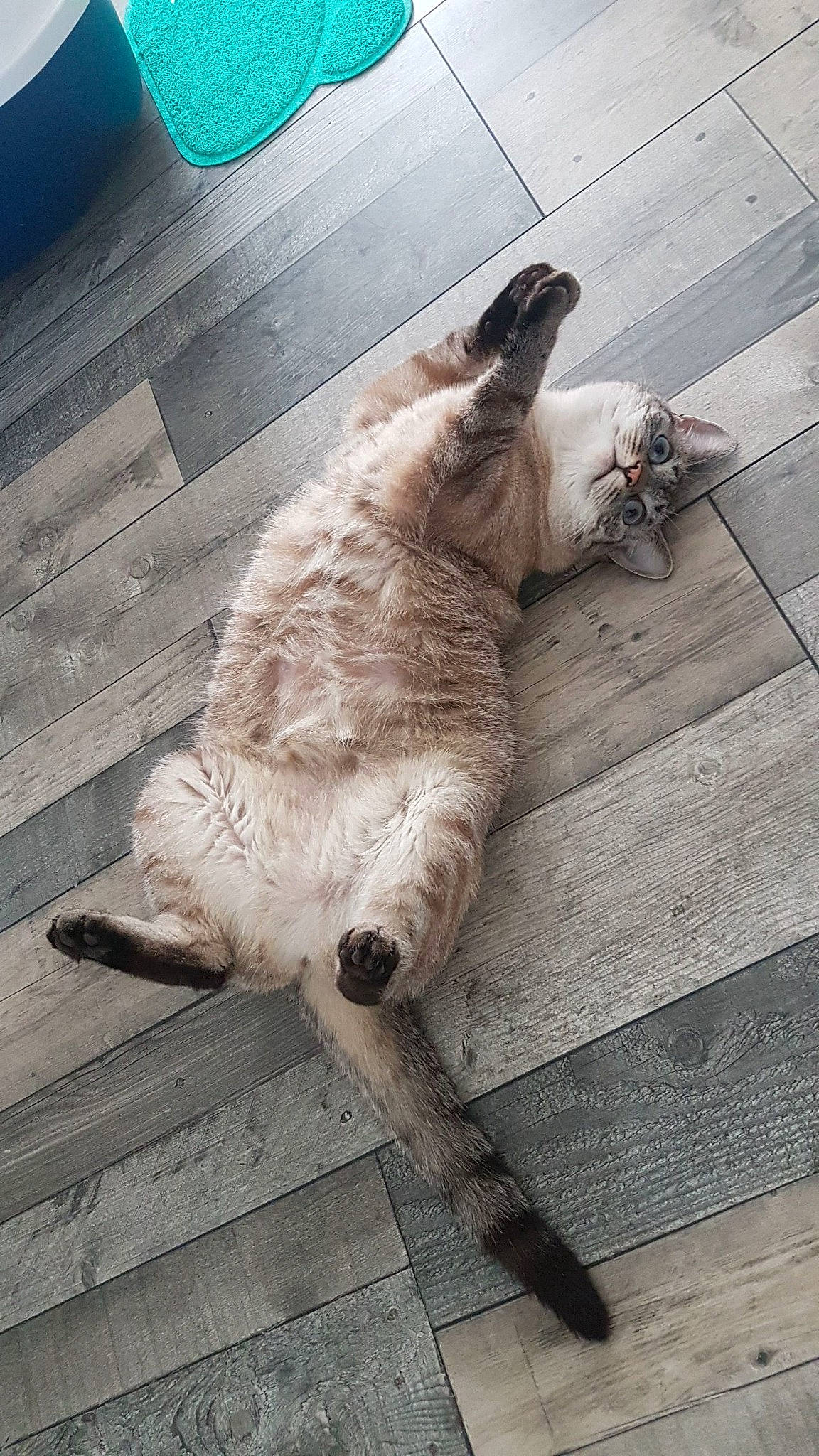 Missy participe au concours pour gagner de l'argent avec cette photo : carnivore, cat, companion_dog, dog_breed, domestic_short_haired_cat, fawn, felidae, floor, flooring, fur, grey, human_leg, paw, road_surface, sidewalk, small_to_medium_sized_cats, snout, tail, whiskers, wood