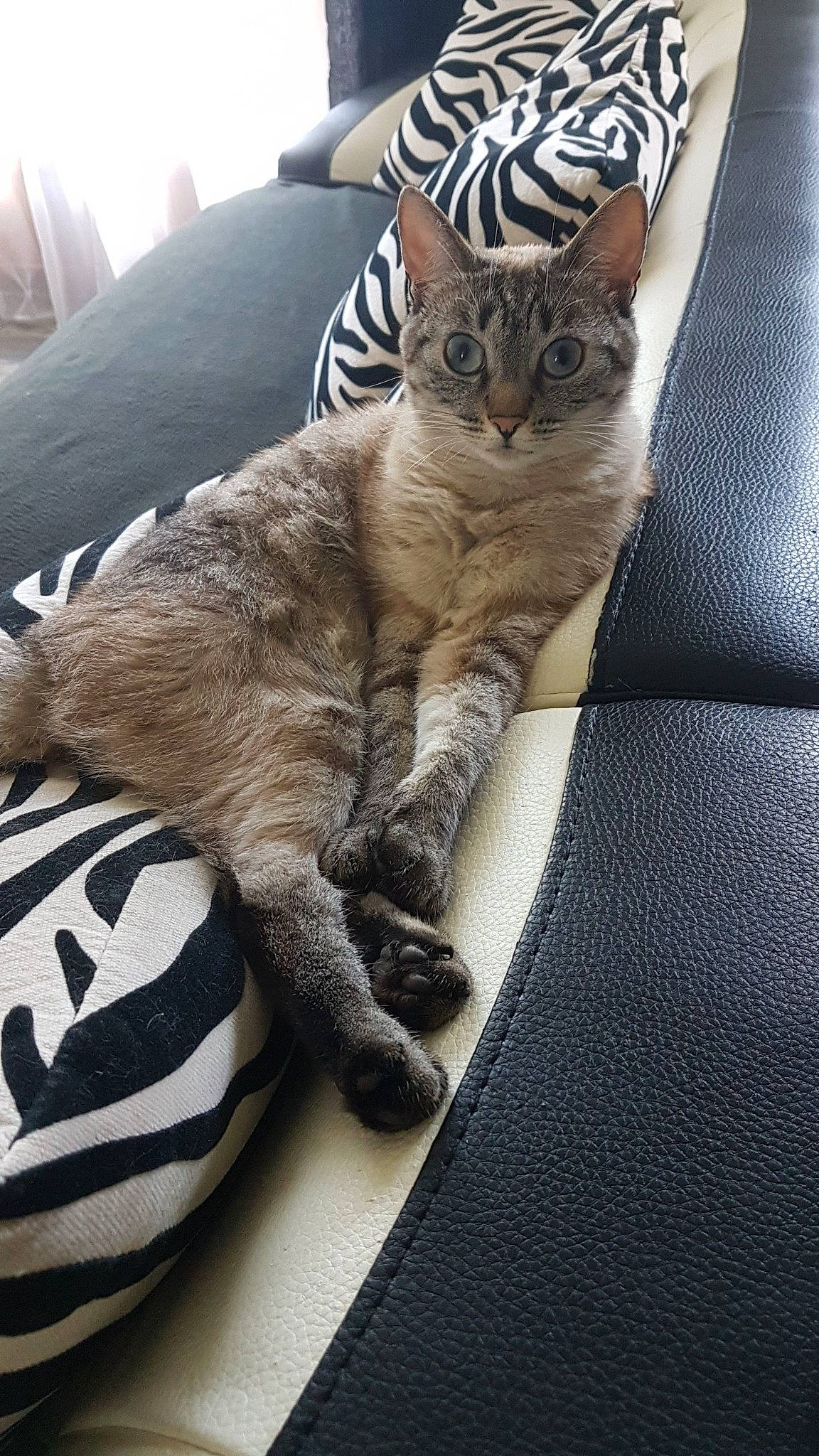 Missy participe au concours pour gagner de l'argent avec cette photo : carnivore, cat, claw, comfort, couch, domestic_short_haired_cat, eye, fawn, felidae, foot, fur, grey, nap, paw, sitting, small_to_medium_sized_cats, snout, tail, terrestrial_animal, whiskers