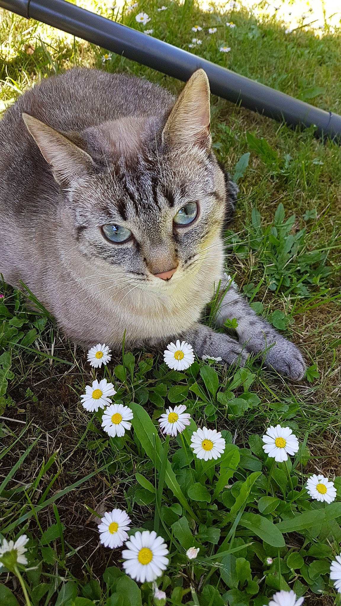 Missy a rejoint le concours — aidez-le/la à gagner de superbes lots ! camomile, carnivore, cat, chamaemelum_nobile, domestic_short_haired_cat, felidae, flower, flowering_plant, grass, grass_family, groundcover, lawn, meadow, petal, photo_caption, plant, small_to_medium_sized_cats, snout, tail, whiskers