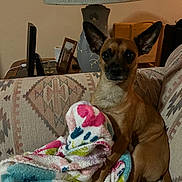 Toby is registered to the contest to win money with this photo: dog, small_dog, brown_dog, blanket, couch, lamp, picture_frame, indoor, furniture, living_room, ears, pet, seated, cozy, home, animal, fur, looking, colorful_blanket, relaxed