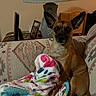 dog, small_dog, brown_dog, blanket, couch, lamp, picture_frame, indoor, furniture, living_room, ears, pet, seated, cozy, home, animal, fur, looking, colorful_blanket, relaxed