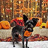 autumn, bandana, black_dog, cute, decorative_lights, dog, fall, festive, forest_backdrop, indoor, leaves, orange_leaves, pet, pinecone, portrait, pumpkin, pumpkin_bandana, seasonal, sunflower, white_rug