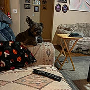 Fegit joined the competition — help win amazing prizes! alert, blanket, carpet, couch, cozy, decor, dog, ears, family_photos, furniture, home, indoor, living_room, patterned_fabric, pet, remote_control, sitting, table, wall_art, wooden_table