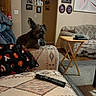 alert, blanket, carpet, couch, cozy, decor, dog, ears, family_photos, furniture, home, indoor, living_room, patterned_fabric, pet, remote_control, sitting, table, wall_art, wooden_table