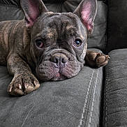 Stitch is registered to the contest to win money with this photo: dog, french_bulldog, pet, brindle, couch, sofa, close_up, portrait, paw, ears, nose, whiskers, fur, indoor, relaxed, sleepy, upholstery, stitching, pet_hair, face