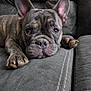 dog, french_bulldog, pet, brindle, couch, sofa, close_up, portrait, paw, ears, nose, whiskers, fur, indoor, relaxed, sleepy, upholstery, stitching, pet_hair, face