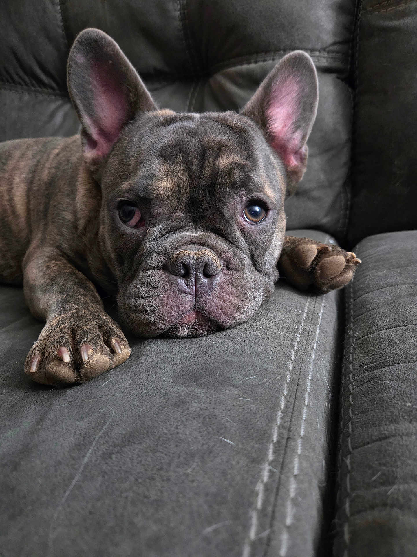 Stitch is registered to the contest to win money with this photo: dog, french_bulldog, pet, brindle, couch, sofa, close_up, portrait, paw, ears, nose, whiskers, fur, indoor, relaxed, sleepy, upholstery, stitching, pet_hair, face