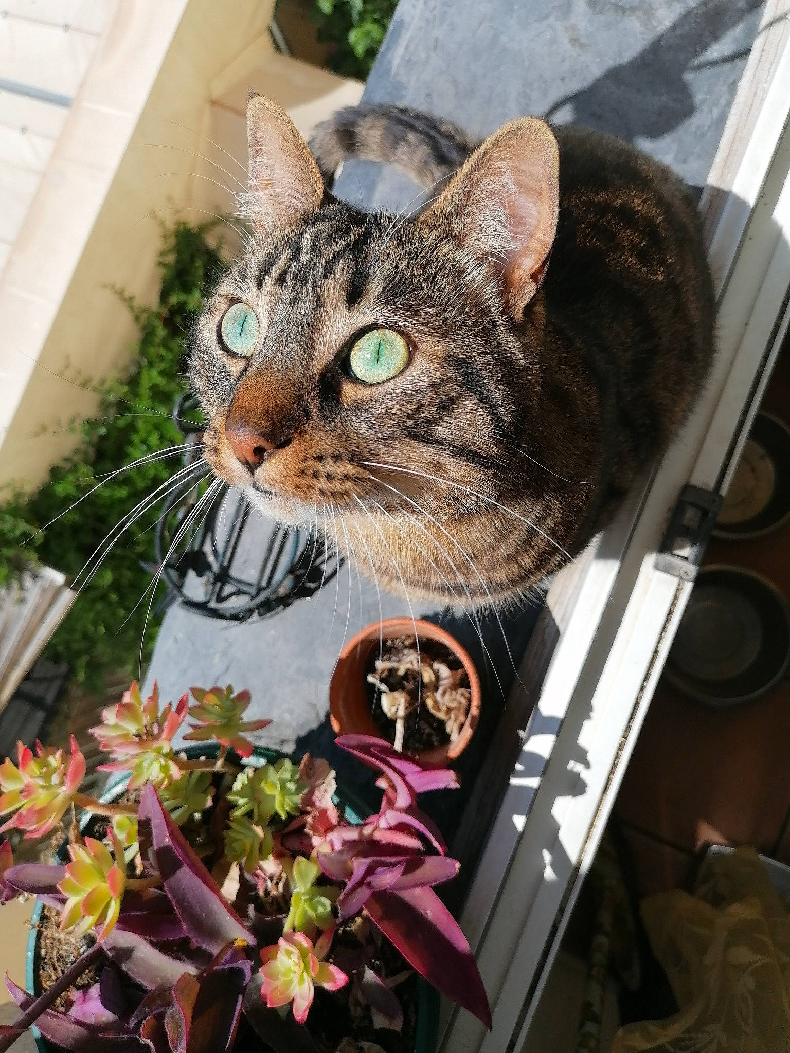 Batman participe au concours pour gagner de l'argent avec cette photo : art, carnivore, cat, domestic_short_haired_cat, fashion_accessory, felidae, flower, flower_arranging, fur, grass, holiday, photo_caption, plant, small_to_medium_sized_cats, snout, tree, whiskers, wildlife, window