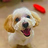 dog, small_dog, fluffy_fur, white_fur, tan_fur, pet, indoor, carpet, happy, smiling, open_mouth, toy, blurred_background, chair, floor, animal, cute, companion, looking_up, domestic_animal