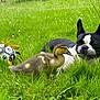 Võla participe au concours pour gagner de l'argent avec cette photo : dog, duckling, grass, soccer_ball, outdoor, animal, friendship, nature, pet, playful, greenery, cute, field, summer, young_animal, black_and_white, fluffy, meadow, relaxing, animal_companions