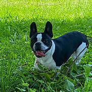 Võla a rejoint le concours — aidez-le/la à gagner de superbes lots ! dog, boston_terrier, grass, greenery, outdoor, pet, animal, nature, playful, tongue_out, ears_up, summer, daylight, leaf, plant, canine, mammal, portrait, happy, walking