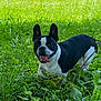 dog, boston_terrier, grass, greenery, outdoor, pet, animal, nature, playful, tongue_out, ears_up, summer, daylight, leaf, plant, canine, mammal, portrait, happy, walking