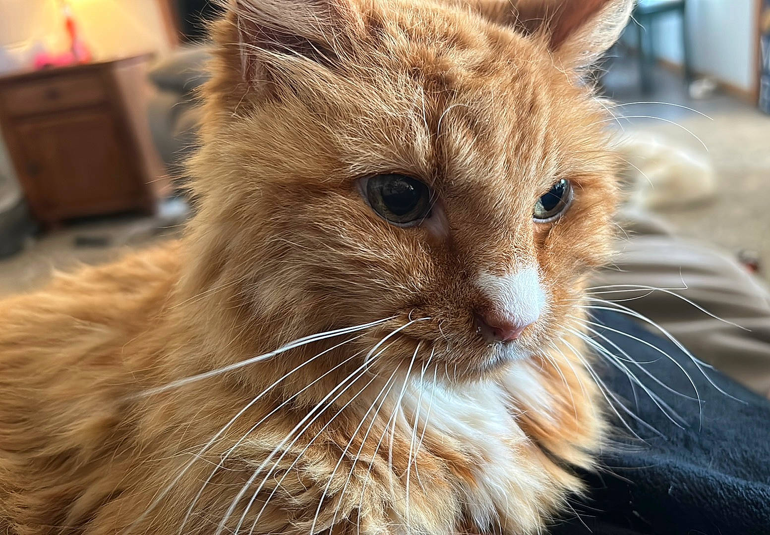 Sox is registered to the contest to win money with this photo: cabinetry, carnivore, cat, close_up, domestic_short_haired_cat, fawn, felidae, fur, lamp, small_to_medium_sized_cats, terrestrial_animal, whiskers, window, wood