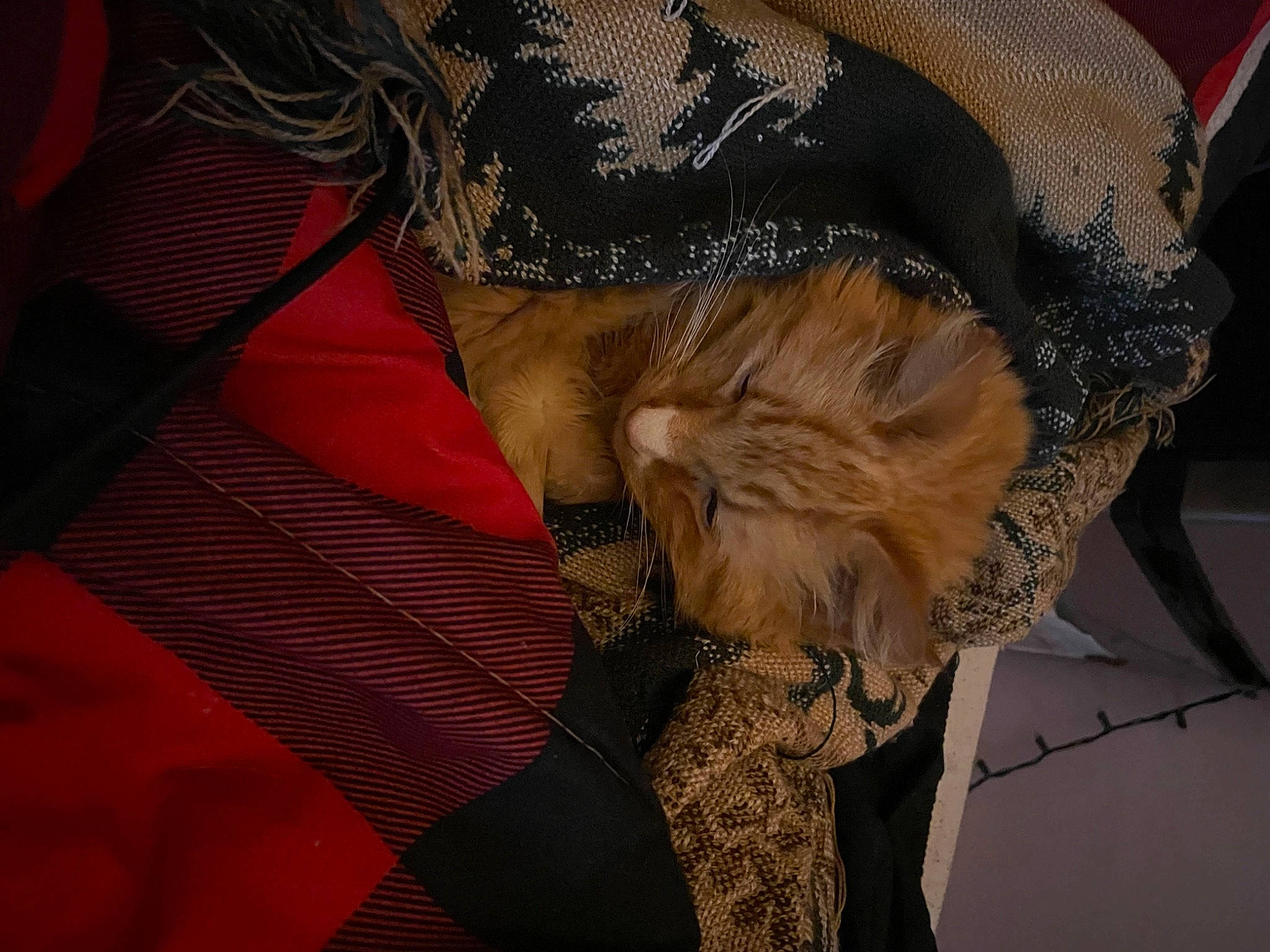 Sox joined the competition — help win amazing prizes! canidae, carnivore, comfort, costume_hat, dog_breed, event, fashion_accessory, fawn, feather, felidae, flesh, fur, hat, pattern, peach, sleeve, sporting_group, thread, wool, wrinkle