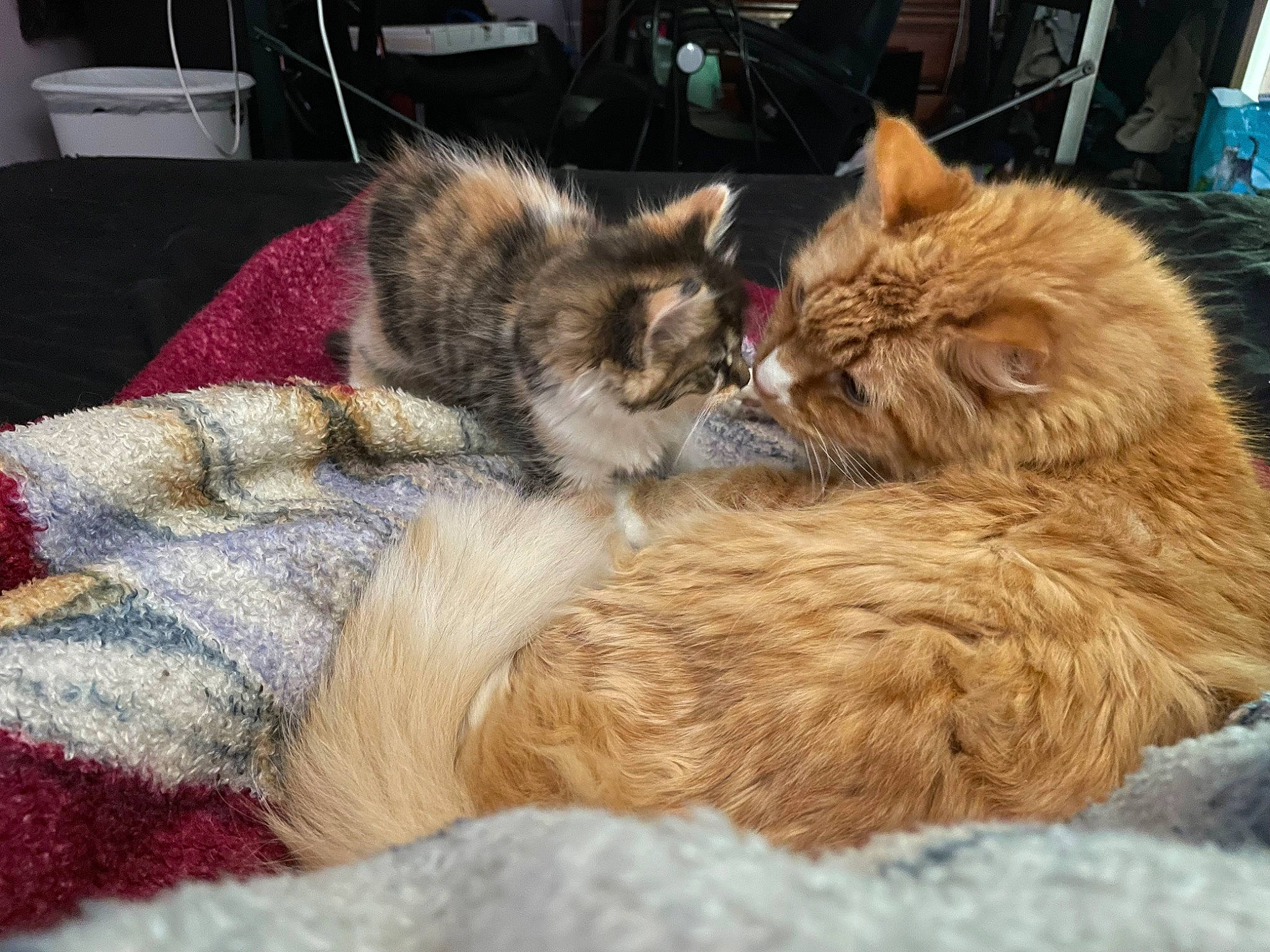 Sox is registered to the contest to win money with this photo: canidae, carnivore, cat, claw, comfort, companion_dog, dog_breed, domestic_short_haired_cat, fawn, felidae, fur, nap, paw, sleep, small_to_medium_sized_cats, snout, tail, terrestrial_animal, vehicle, whiskers