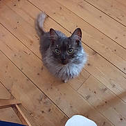 Guizmo participe au concours pour gagner de l'argent avec cette photo : asian_semi_longhair, british_semi_longhair, carnivore, cat, domestic_long_haired_cat, domestic_short_haired_cat, fawn, felidae, floor, flooring, hardwood, kitten, mammal, nebelung, persian, ragamuffin, small_to_medium_sized_cats, tail, whiskers, wood