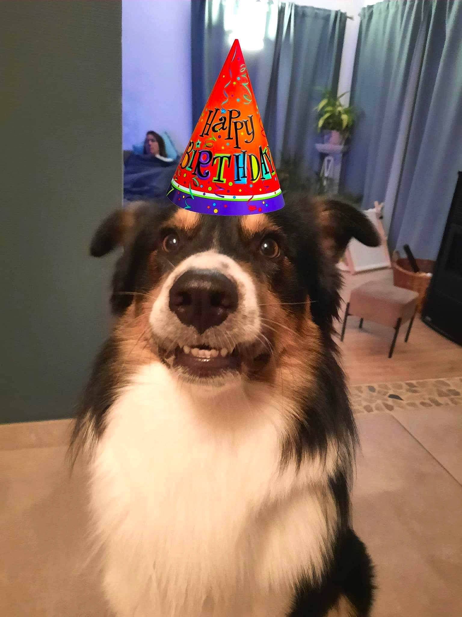 Kovu participe au concours pour gagner de l'argent avec cette photo : ball, carnivore, chair, companion_dog, curtain, dog, dog_breed, dog_supply, flooring, fur, herding_dog, party_hat, snout, sporting_group, whiskers, working_animal, working_dog