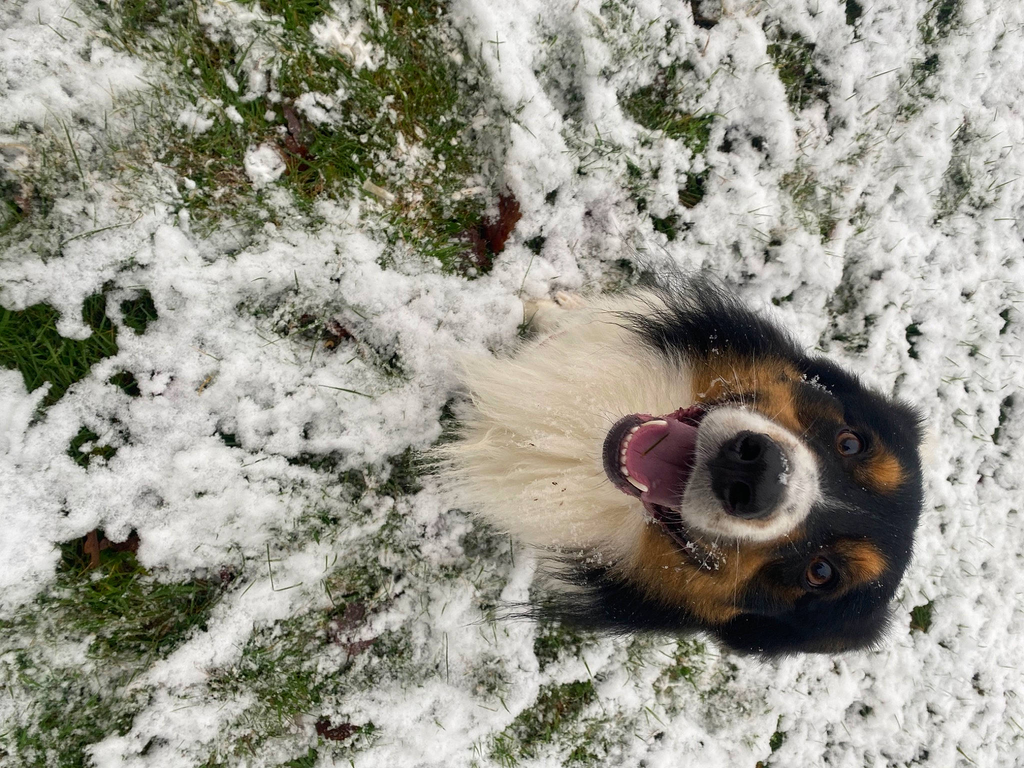 Kovu participe au concours pour gagner de l'argent avec cette photo : canidae, carnivore, dog_breed, fawn, felidae, freezing, frost, fur, grass, paw, plant, snout, snow, sporting_group, tail, tree, whiskers, wildlife, winter, wood