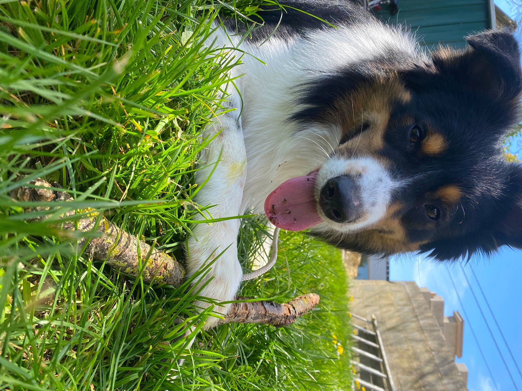 Kovu participe au concours pour gagner de l'argent avec cette photo : bernese_mountain_dog, canidae, carnivore, companion_dog, dog, dog_breed, fur, grass, grassland, groundcover, herding_dog, people_in_nature, plant, sky, snout, sporting_group, terrestrial_animal, tree, wildlife, working_dog