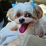 Cassie Quinn joined the competition — help win amazing prizes! dog, small_dog, fluffy, white_fur, tan_fur, blue_bows, tongue_out, happy, pet, car_interior, towel, seat, close_up, animal, cute, companion, indoor, portrait, paw, expression