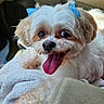 dog, small_dog, fluffy, white_fur, tan_fur, blue_bows, tongue_out, happy, pet, car_interior, towel, seat, close_up, animal, cute, companion, indoor, portrait, paw, expression