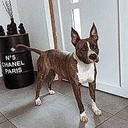 Aïka a rejoint le concours — aidez-le/la à gagner de superbes lots ! dog, brindle, white_markings, standing, alert, floor, tiles, door, handle, keys, black_barrel, decor, indoor, modern, chic, pet, animal, canine, home, interior