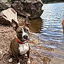 Aïka a rejoint le concours — aidez-le/la à gagner de superbes lots ! dog, lake, water, rocks, forest, outdoor, nature, animal, pet, collar, brown, white, ears, sitting, shore, trees, calm, daytime, canine, landscape
