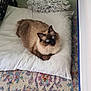 cat, siamese_cat, blue_eyes, pillow, carpet, indoor, furniture, cozy, fluffy, pet, animal, resting, floor, cushion, colorful, patterned, home, domestic, quiet, relaxed