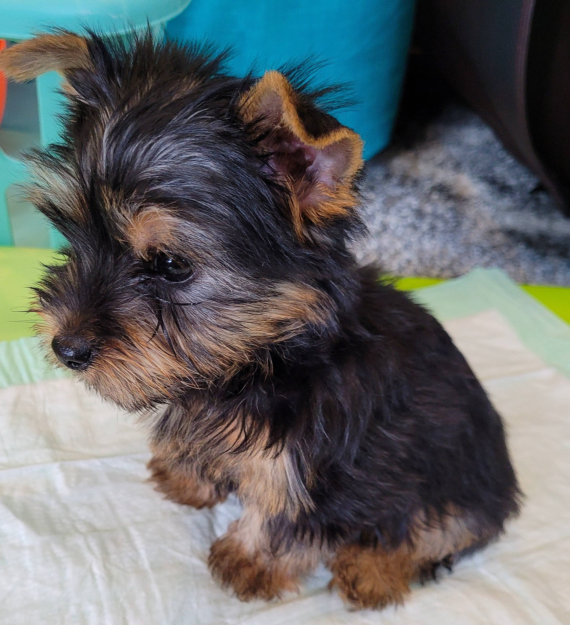 Keno joined the competition — help win amazing prizes! biewer_terrier, canidae, carnivore, companion_dog, dog, dog_breed, dog_supply, fur, liver, maltepoo, puppy, small_terrier, snout, sporting_group, terrestrial_animal, terrier, toy_dog, working_animal, yorkipoo, yorkshire_terrier