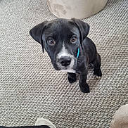 Jet is registered to the contest to win money with this photo: puppy, dog, black_dog, indoor, carpet, curious, pet, collar, footwear, ottoman, cozy, looking_up, young_dog, floor, animal, cute, small_dog, domestic_animal, furniture, pet_care