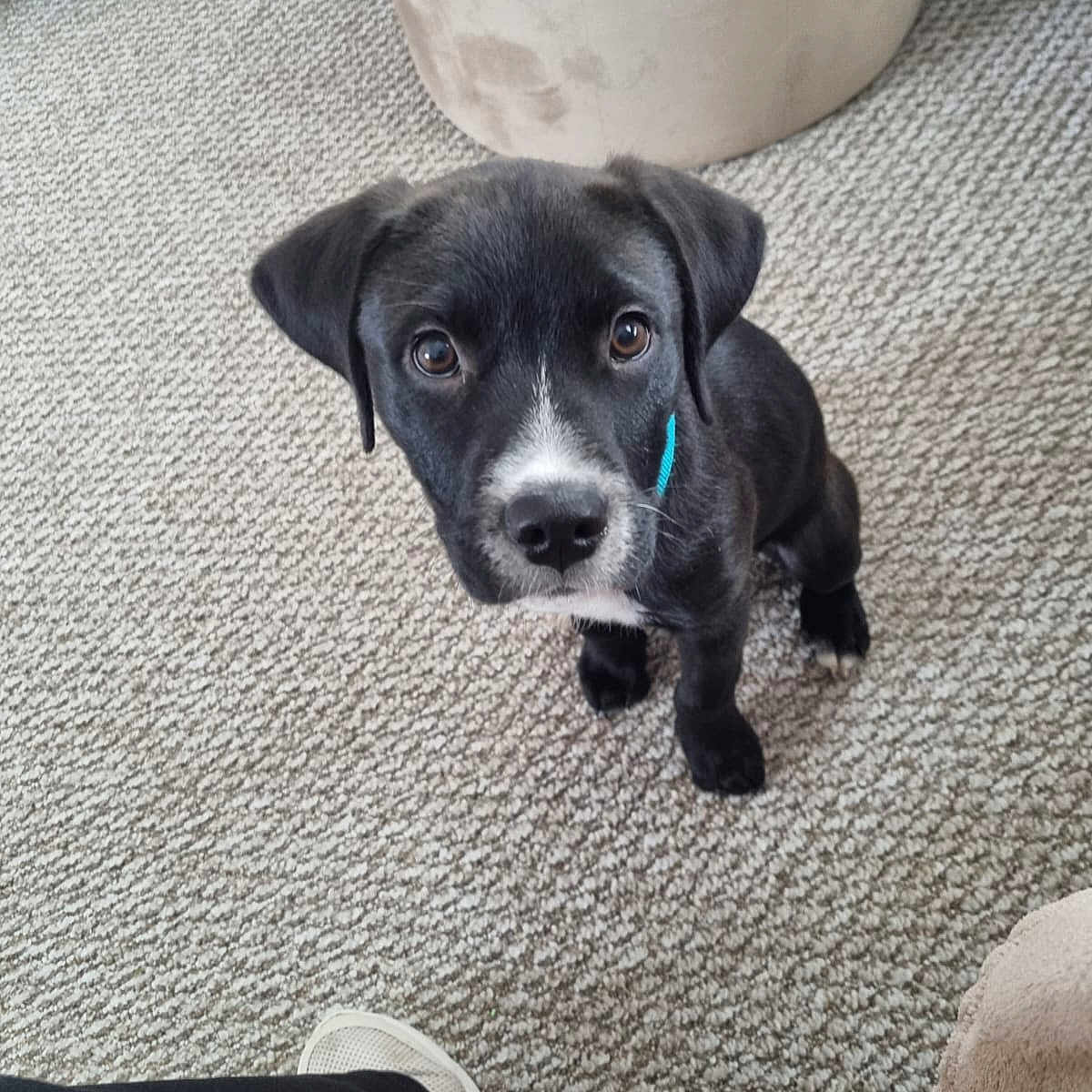 Jet is registered to the contest to win money with this photo: animal, black_dog, carpet, collar, cozy, curious, cute, dog, domestic_animal, floor, footwear, furniture, indoor, looking_up, ottoman, pet, pet_care, puppy, small_dog, young_dog