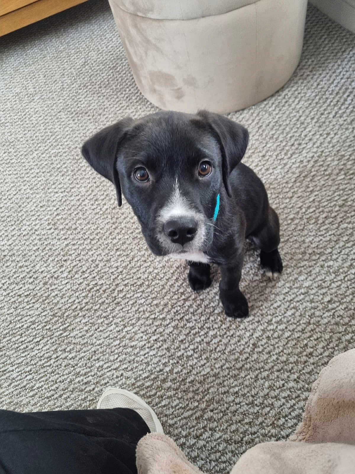 Jet is registered to the contest to win money with this photo: puppy, dog, black_dog, indoor, carpet, curious, pet, collar, footwear, ottoman, cozy, looking_up, young_dog, floor, animal, cute, small_dog, domestic_animal, furniture, pet_care