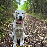 Maya participe au concours pour gagner de l'argent avec cette photo : dog, golden_retriever, puppy, forest, path, leaves, outdoor, nature, trees, canine, animal, tongue_out, sitting, collar, happy, pet, mammal, daylight, scenery, greenery