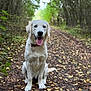 dog, golden_retriever, puppy, forest, path, leaves, outdoor, nature, trees, canine, animal, tongue_out, sitting, collar, happy, pet, mammal, daylight, scenery, greenery
