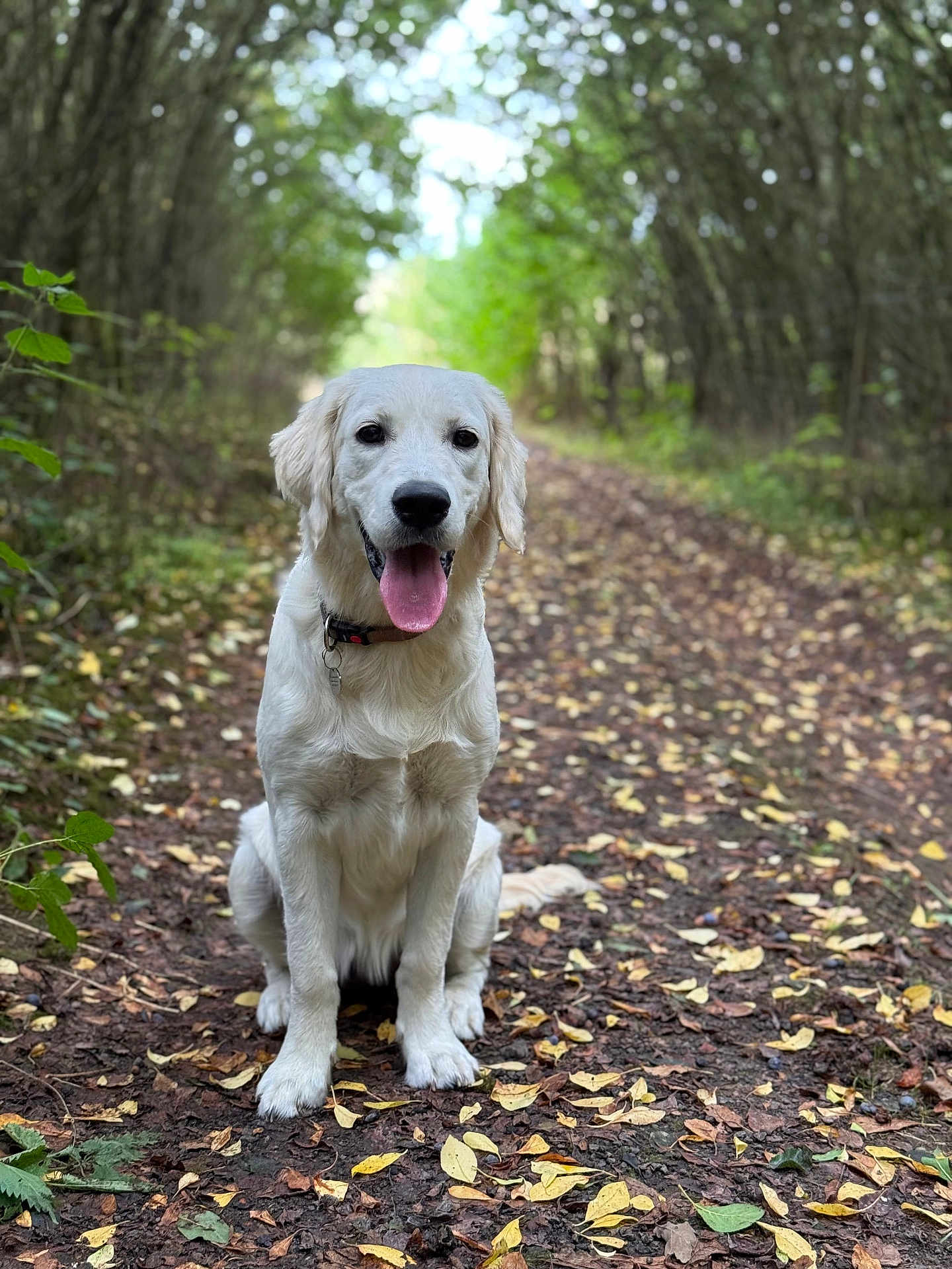 Maya participe au concours pour gagner de l'argent avec cette photo : dog, golden_retriever, puppy, forest, path, leaves, outdoor, nature, trees, canine, animal, tongue_out, sitting, collar, happy, pet, mammal, daylight, scenery, greenery