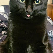 Crowley joined the competition — help win amazing prizes! animal, bed, black_cat, blanket, cat, close_up, cute, domestic_cat, ears, eyes, feline, fur, indoor, mammal, pet, portrait, relaxed, sitting, tongue_out, whiskers