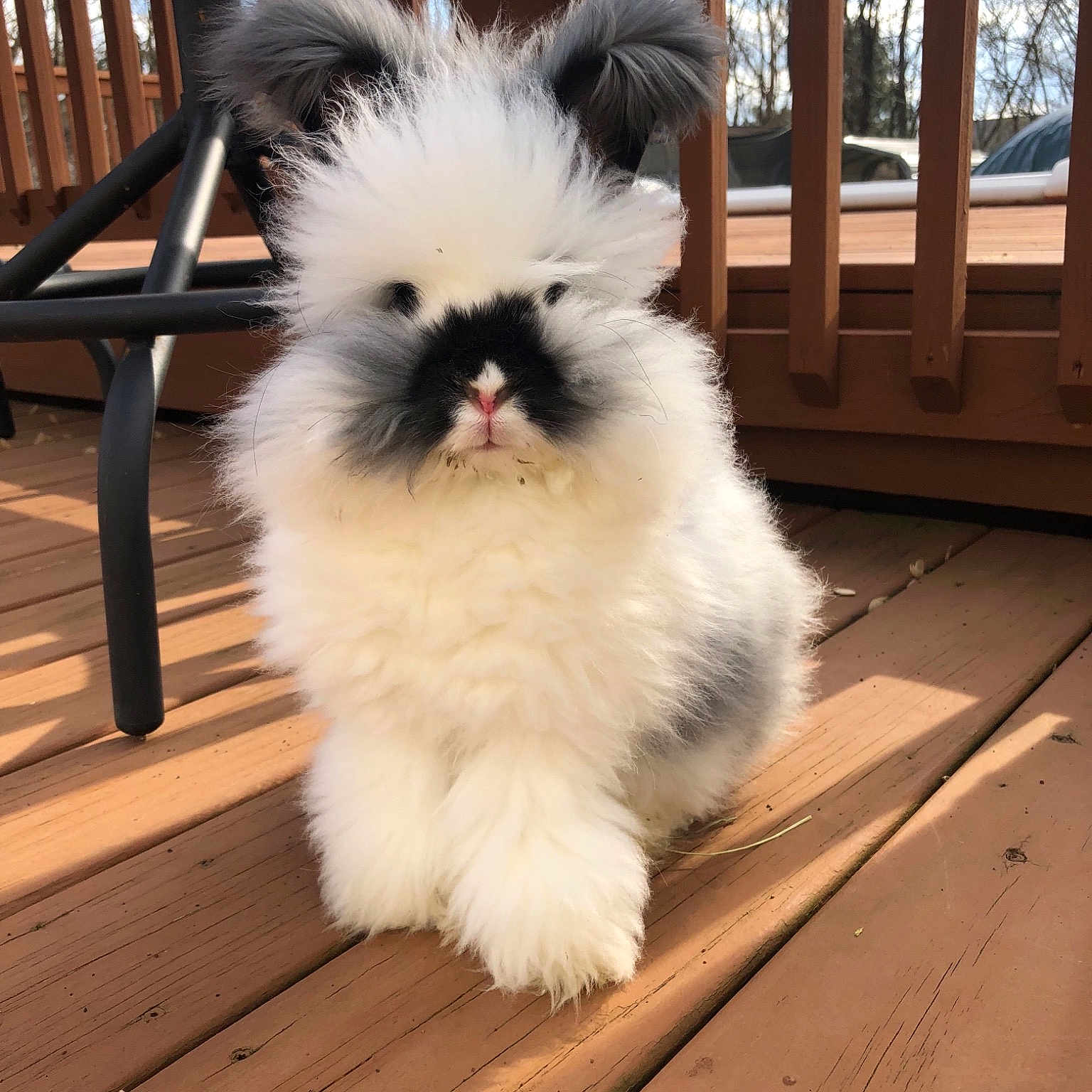 Cutie Pie is registered to the contest to win money with this photo: angora_rabbit, canidae, chinese_imperial_dog, companion_dog, ear, eye, fawn, fur, mammal, plant, skin, snout, whiskers