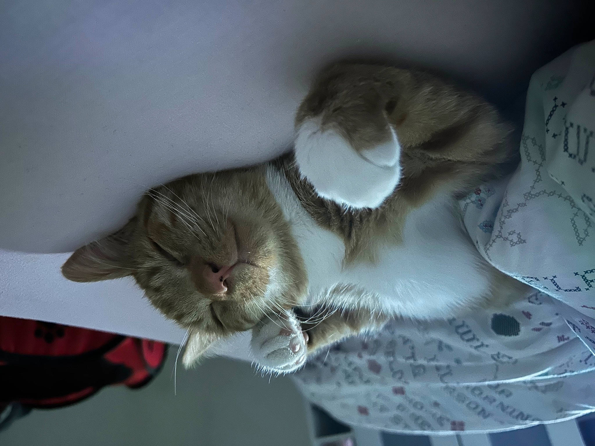 Eddie is registered to the contest to win money with this photo: carnivore, cat, claw, domestic_short_haired_cat, felidae, fur, grey, linens, paw, plant, small_to_medium_sized_cats, snout, tail, whiskers, wood