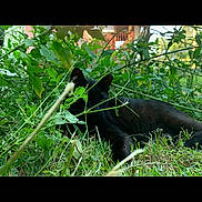 Elvis is registered to the contest to win money with this photo: animal, black_cat, camouflage, cat, daylight, ears, foliage, garden, grass, greenery, hidden, lying_down, nature, outdoor, peaceful, pet, plants, quiet, relaxing, summer