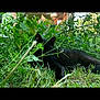 animal, black_cat, camouflage, cat, daylight, ears, foliage, garden, grass, greenery, hidden, lying_down, nature, outdoor, peaceful, pet, plants, quiet, relaxing, summer