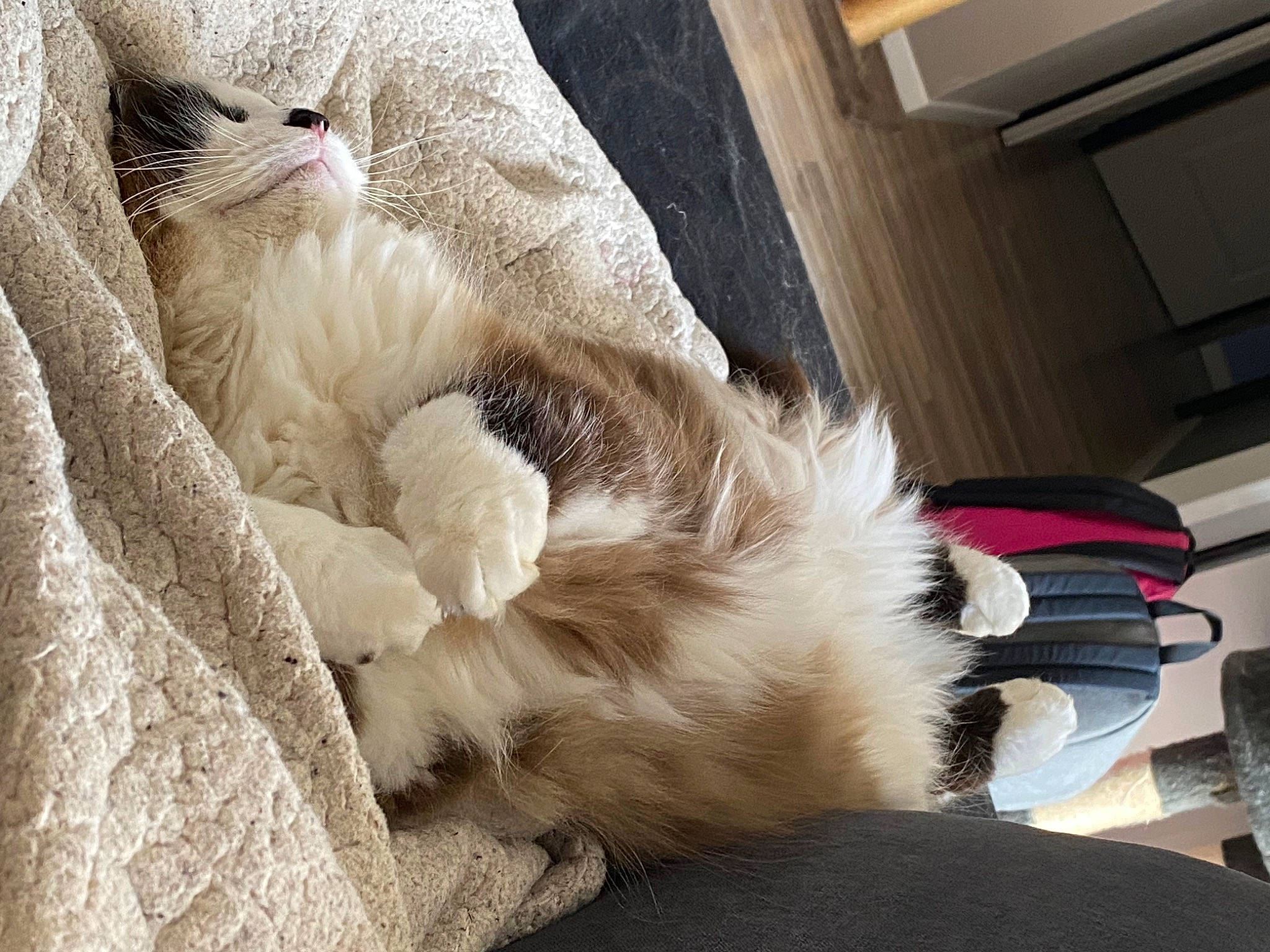 Peps a rejoint le concours — aidez-le/la à gagner de superbes lots ! bed_sheet, bedding, carnivore, cat, claw, comfort, companion_dog, domestic_short_haired_cat, fawn, felidae, foot, fur, human_leg, linens, nap, paw, ragdoll, small_to_medium_sized_cats, tail, whiskers