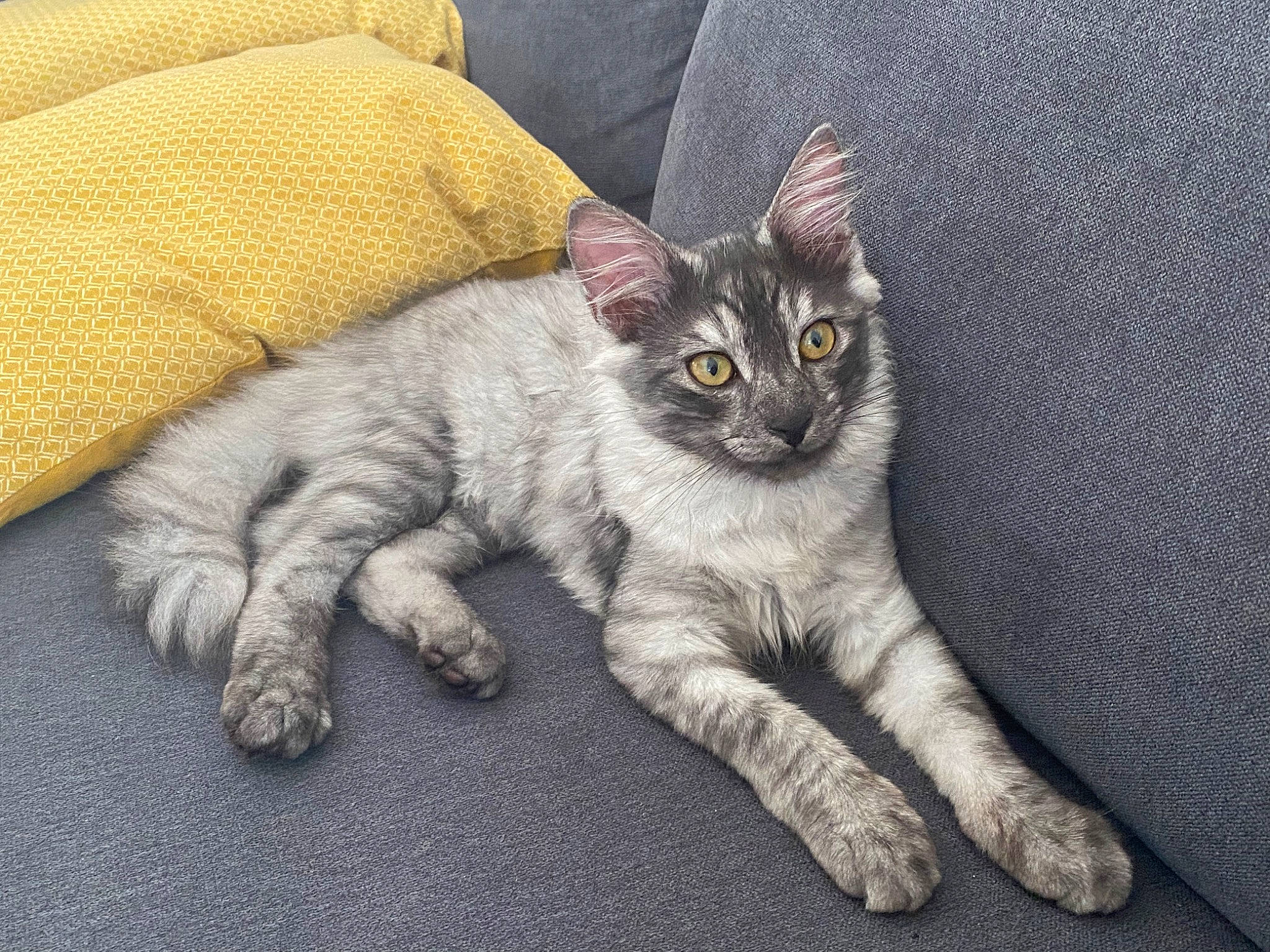 Peps participe au concours pour gagner de l'argent avec cette photo : carnivore, cat, claw, comfort, couch, domestic_short_haired_cat, ear, felidae, foot, fur, grey, paw, sitting, small_to_medium_sized_cats, snout, tail, whiskers