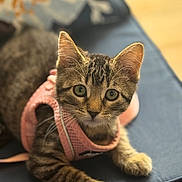 Baby is registered to the contest to win money with this photo: kitten, tabby_cat, pink_harness, cushion, indoor, pet, animal, feline, close_up, green_eyes, cute, young_cat, fur, whiskers, paw, relaxed, portrait, domestic_cat, soft_light, curious