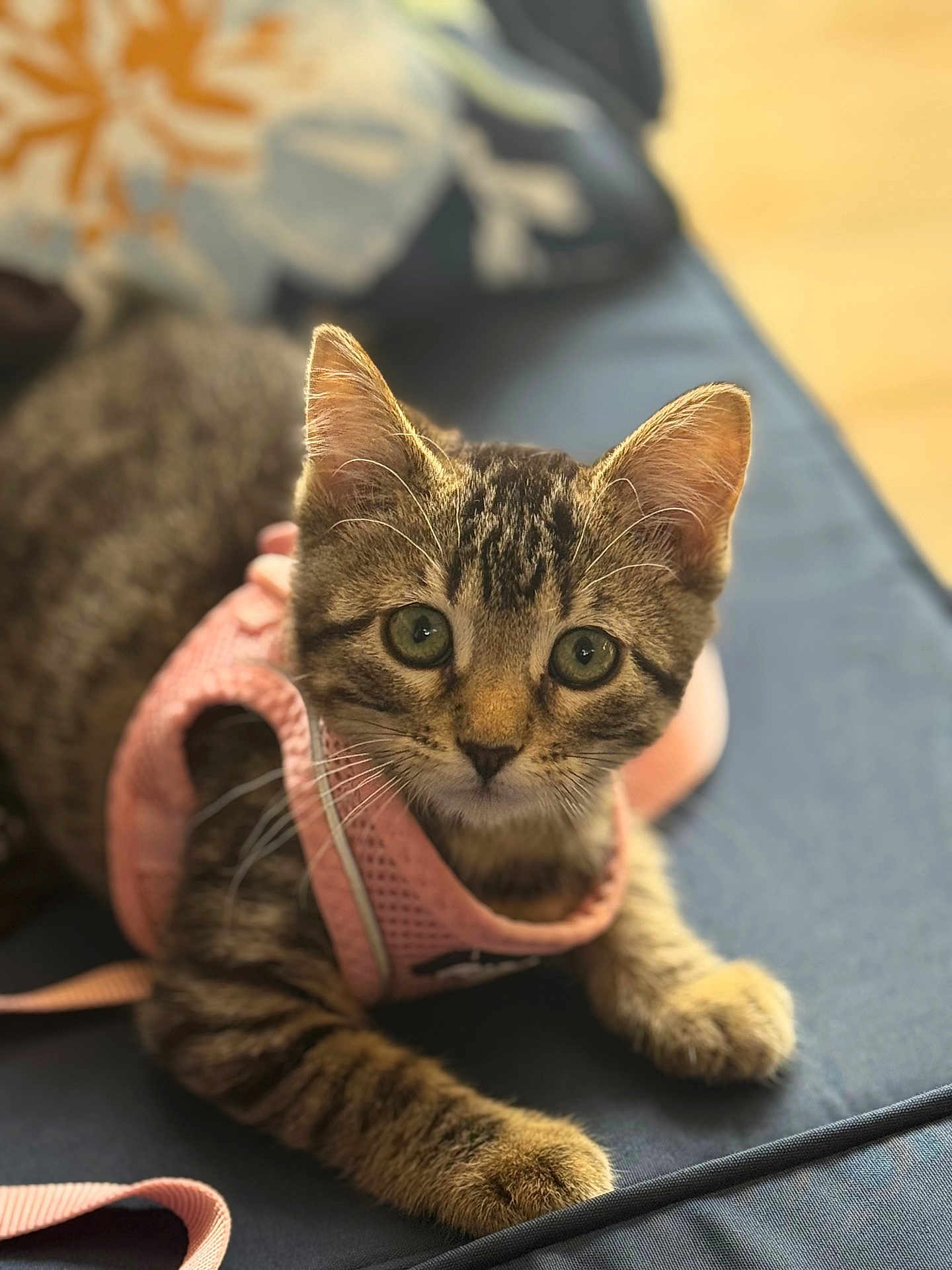 Baby is registered to the contest to win money with this photo: kitten, tabby_cat, pink_harness, cushion, indoor, pet, animal, feline, close_up, green_eyes, cute, young_cat, fur, whiskers, paw, relaxed, portrait, domestic_cat, soft_light, curious