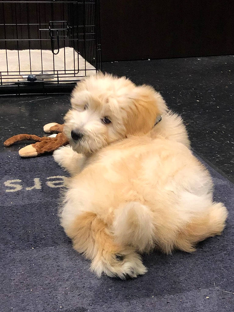 Koda joined the competition — help win amazing prizes! asphalt, canidae, carnivore, companion_dog, dog, dog_breed, fur, maltepoo, non_sporting_group, road_surface, small_terrier, snout, sporting_group, tail, terrier, toy_dog, water_dog, working_animal