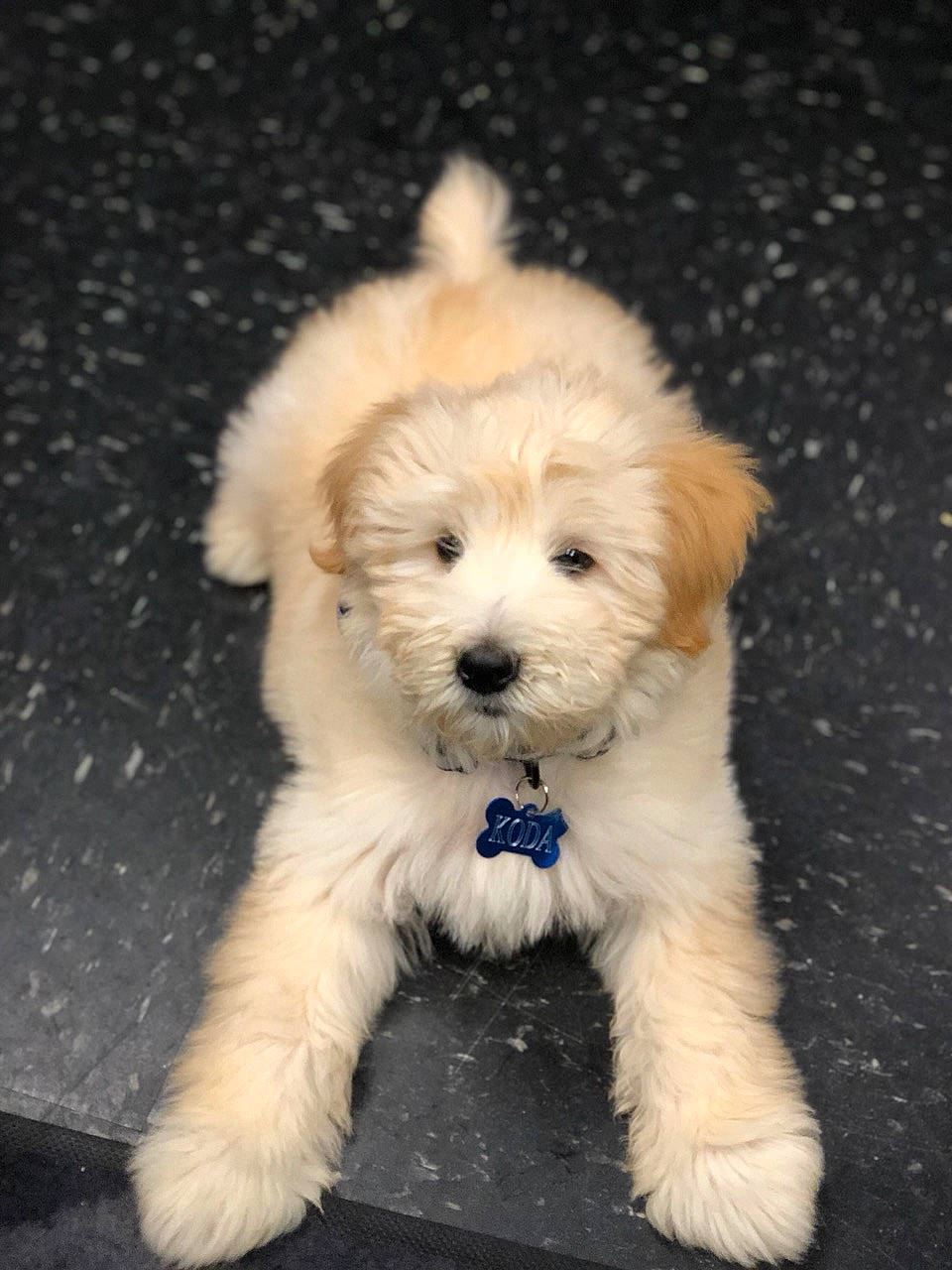 Koda is registered to the contest to win money with this photo: carnivore, cockapoo, companion_dog, dog, dog_breed, fur, labradoodle, maltepoo, poodle_crossbreed, puppy_love, shih_poo, small_terrier, snout, sporting_group, terrier, tibetan_terrier, toy_dog, water_dog, working_animal, yorkipoo